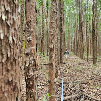 Inventário Florestal